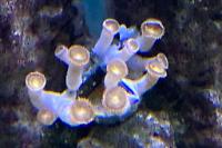 Zoanthids Thumbnail