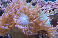 Duncan Coral Thumbnail