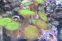 Button Polyp (Palythoa) Thumbnail