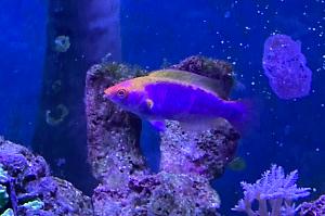 Multicolor Lubbock's Fairy Wrasse Thumbnail