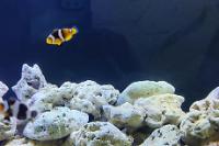 Onyx Clown Fish Thumbnail