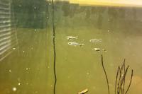 Scissortail Rasbora