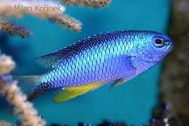 Neon Damselfish Thumbnail