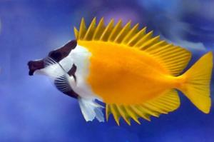 Foxface Rabbitfish Thumbnail