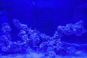 Red sea Reef Thumbnail