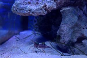 Peppermint Shrimp Thumbnail