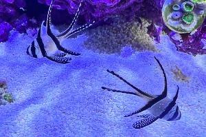 Banggai Cardinalfish Thumbnail