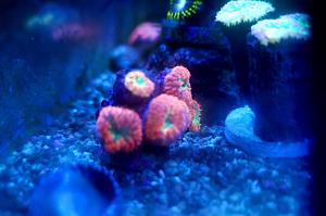 Blastomussa Coral Thumbnail