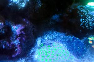 Two color Micromussa Coral Thumbnail