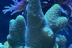 Acropora Gemmifera Thumbnail