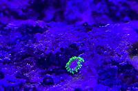 Zoanthid Thumbnail