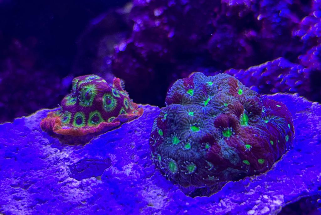 War Coral