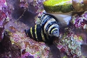 Bumble Bee Snail Thumbnail