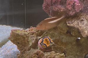 Arc Eye Hawkfish