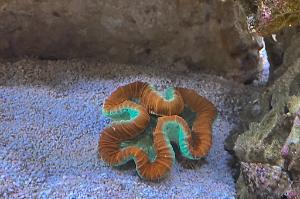 Open brain coral Thumbnail