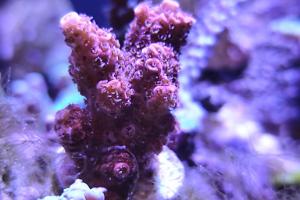 Acropora millepora Thumbnail