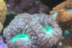 Big Polyp Blastomussa Coral Thumbnail