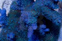 Blue matrix - awesome, large frag! Thumbnail