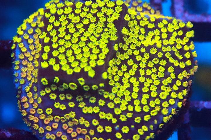 Rainbow Monti / Montipora tuberculosa var Rainbow Monti 28