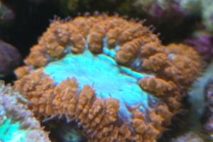 Big Polyp Blastomussa Coral Red  Thumbnail