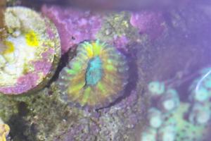 Lobophyllia Brain Coral 1 Thumbnail