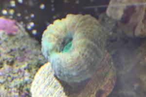 Lobophyllia Brain Coral 2 Thumbnail