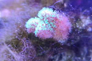 Pocillopora Thumbnail