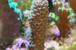 Acropora millepora Thumbnail