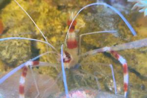 Banded Coral Shrimp Thumbnail