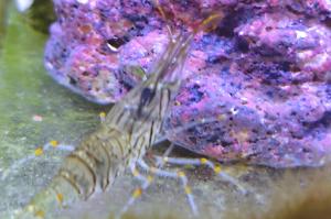 Rock Pool Shrimp Thumbnail