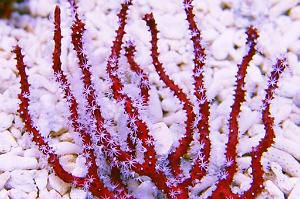 Red Finger Gorgonian Thumbnail