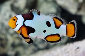 Premium Picasso Clownfish Thumbnail