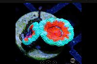 Teal and Orange Acan Thumbnail