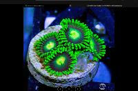 2 Poison Apple Zoa Thumbnail