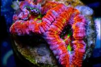 WA Infrared Acan Thumbnail