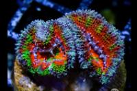 WA Lucky Charms Acan Thumbnail