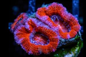 Red and Blue Acan