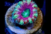 WA Cherry Ice Acan Thumbnail