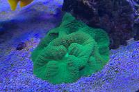 Green Rhodactis Mushroom