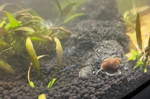 Chinese Mystery Snail Thumbnail