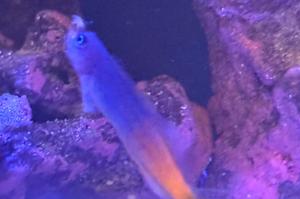 Bicolor Blenny Thumbnail