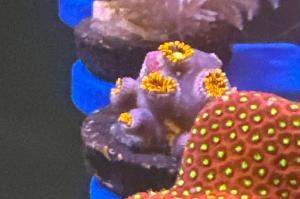 Firecracker Zoa Thumbnail