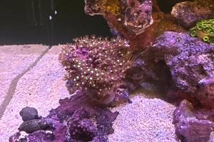 Purple Star Polyps Thumbnail