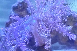 Kenya Tree Coral Thumbnail