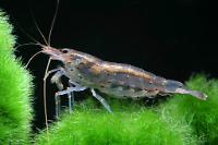 Amano Shrimp Thumbnail