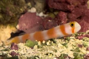 Pinkbar Goby Thumbnail