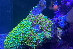 Radioactive Dragon Eye Zoa Thumbnail