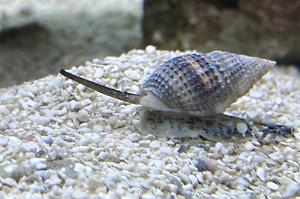 Nassarius Snail Thumbnail