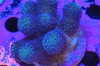 Coral Milka SPS Thumbnail