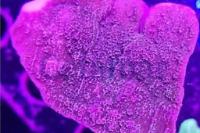 MONTIPORA PLATO MORADA Thumbnail